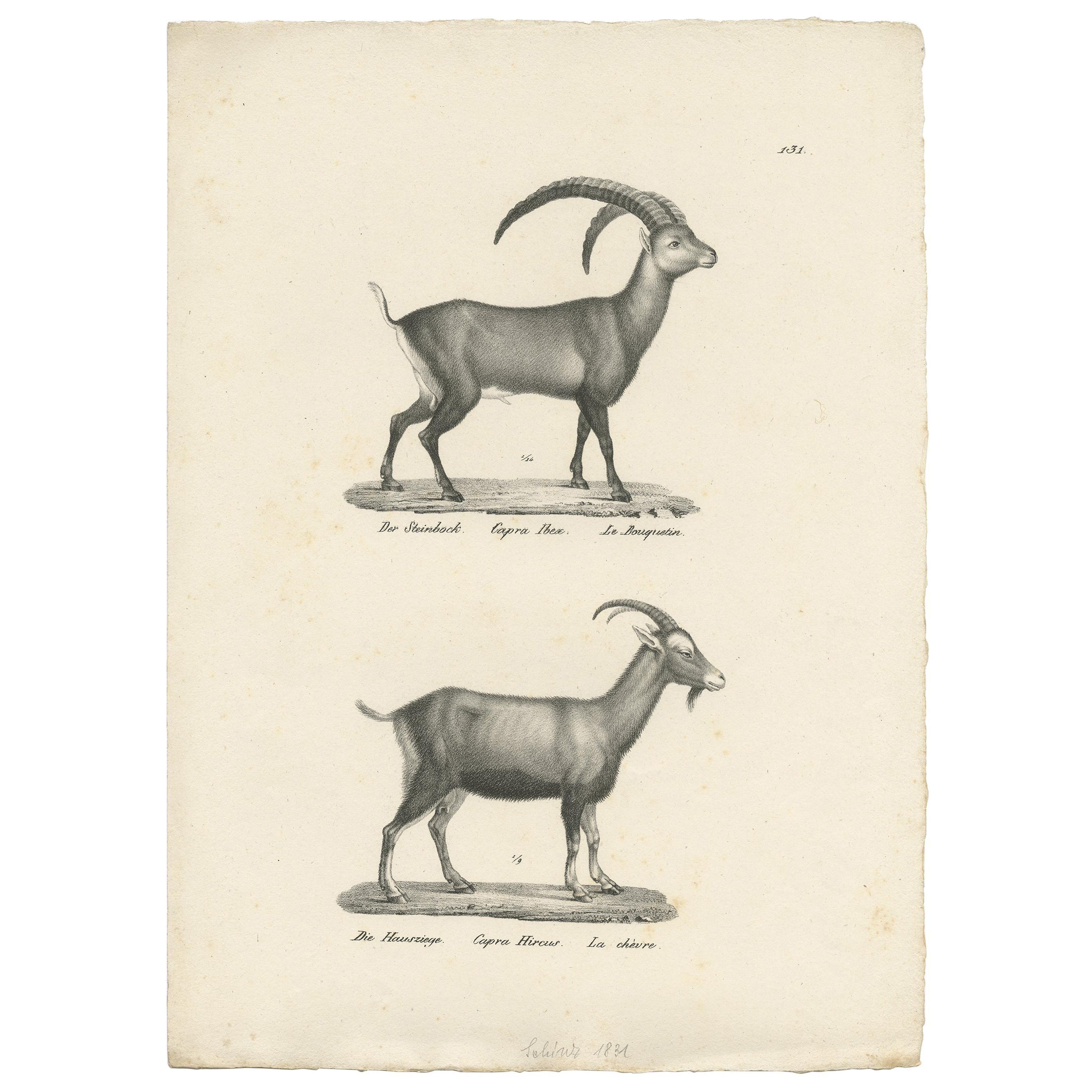 Impression ancienne d'un Ibex et d'une chèvre domestique par Schinz, datant d'environ 1830