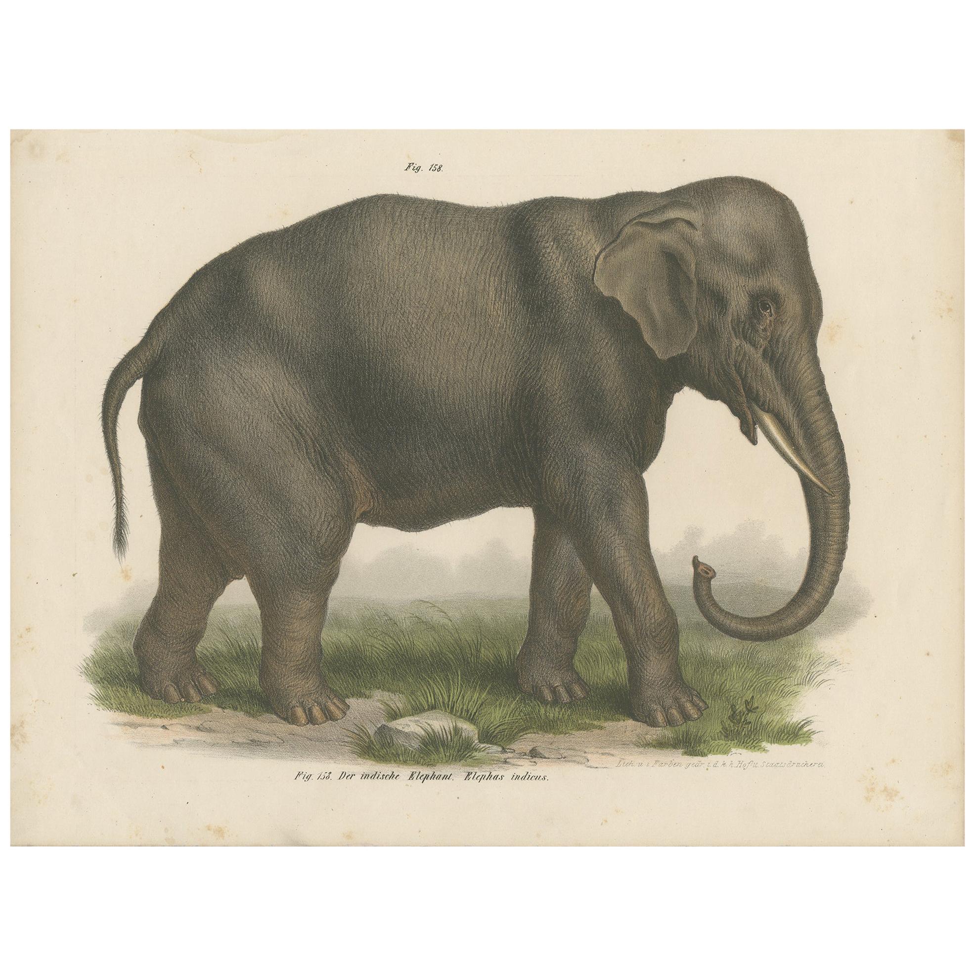 Antique Print of an Indian Elephant by FItzinger, 1860