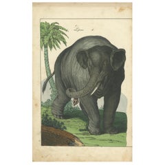 Antique Print of an Indian Elephant 'c.1900'