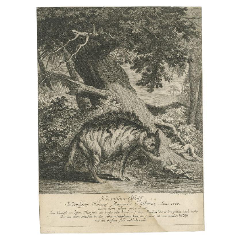 Impression ancienne d'un loup indien par Ridinger, vers 1745 en vente