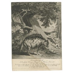 Impression ancienne d'un loup indien par Ridinger, vers 1745