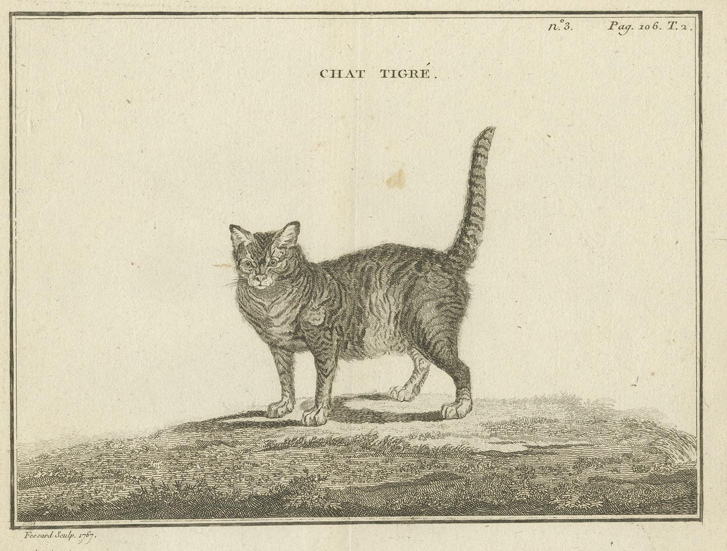 Antique print titled 'Chat Tigré'. Copper engraving of an Oncilla. The oncilla (Leopardus tigrinus), also known as the northern tiger cat, little spotted cat, and tigrillo, is a small spotted cat ranging from Central America to central Brazil. This