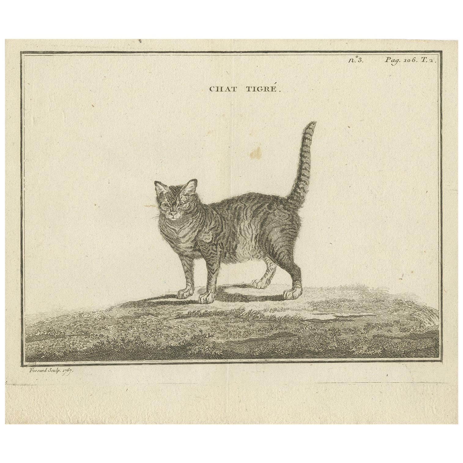 Antique Print of an Oncilla Cat by Fessard, 1819