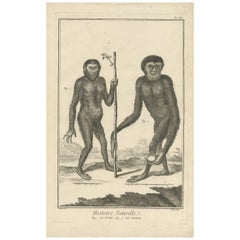 Antique Print of an Orang-Outan and a Gibbon by D. Diderot, 1751