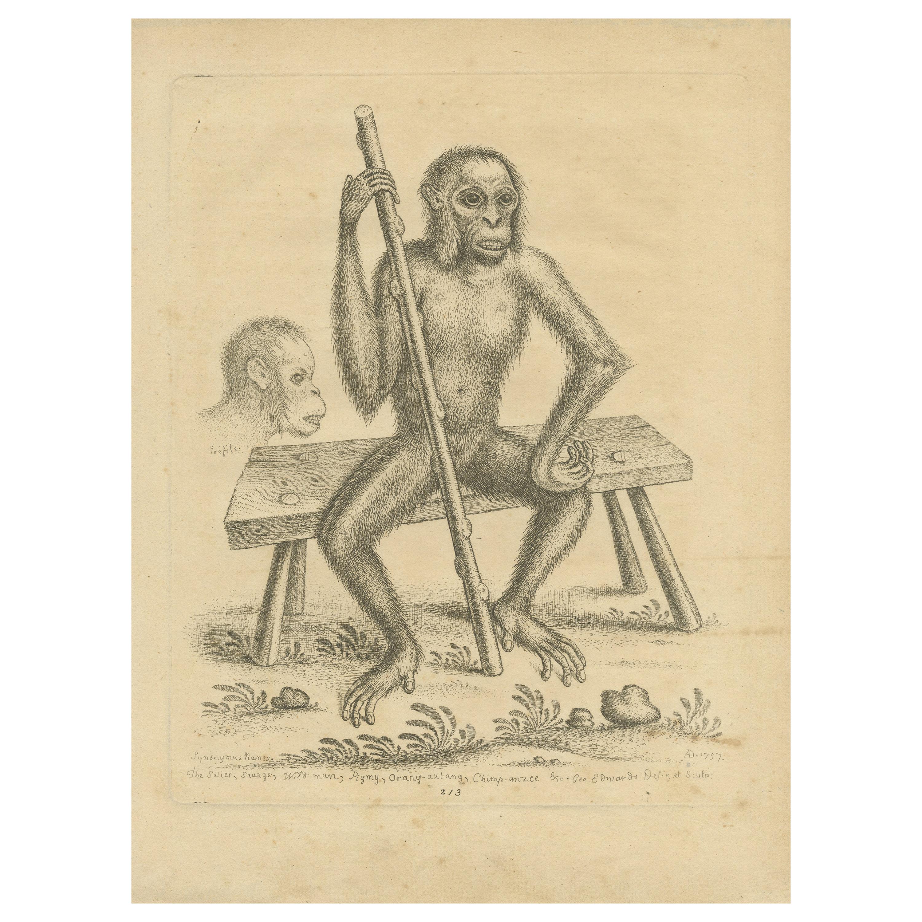 Impression ancienne d'un orangutan assis sur un banc par Edwards, 1757 en vente
