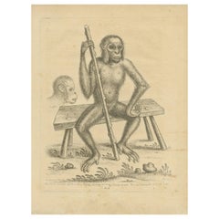 Antiker Druck eines Orangutans, der auf einer Bank sitzt, von Edwards, 1757