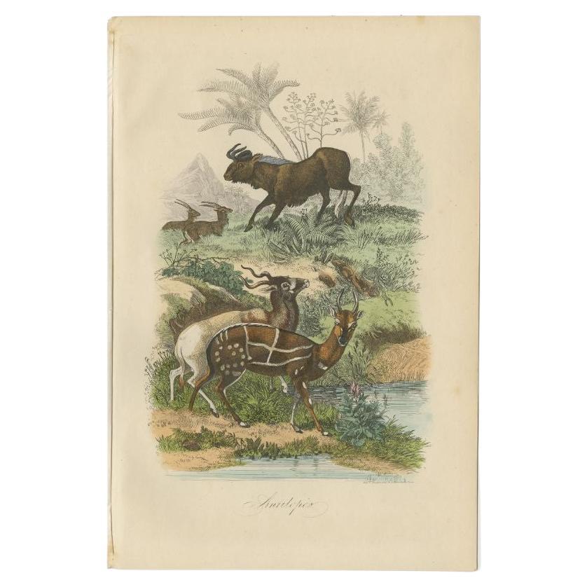 Antique print titled 'Antilopés'. Print of antelopes. This print originates from 'Musée d'Histoire Naturelle' by M. Achille Comte. 

Artists and Engravers: Published by Gustave Havard. 

Condition: Good, general age-related toning and some