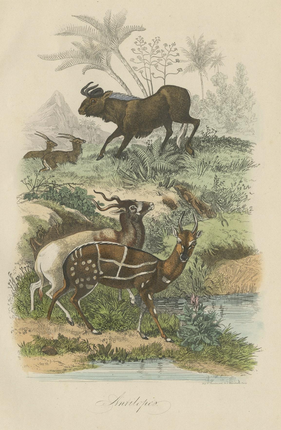 Paper Antique Print of Antelopes, 1854 For Sale