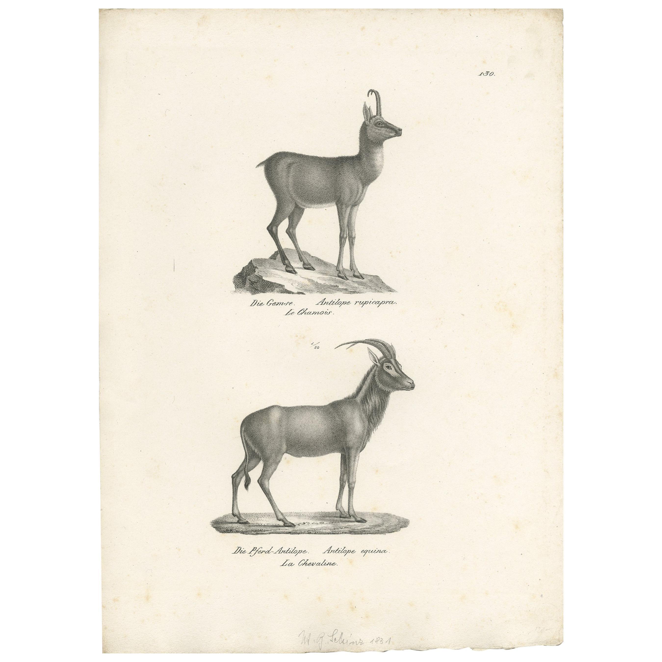 Antique Print of Antelopes by Schinz 'c.1830'