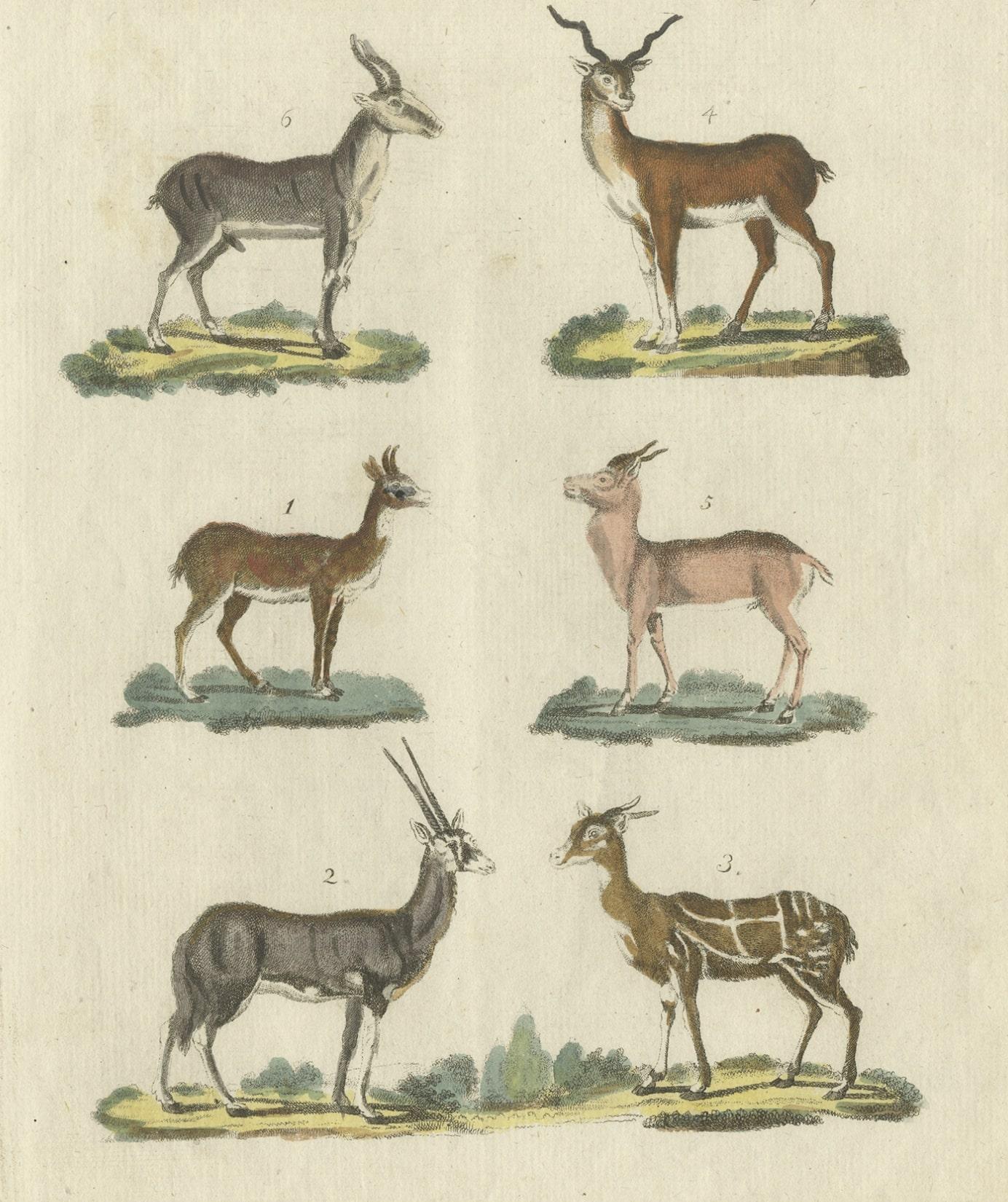 Description: Antique print titled 'Vierv. Dieren XXVII, Quadruped XXVII'. This animal print depicts 1. Antilope Redunca, 2. Antilope Oryx, 3. Antilope Scripta, 4. Antilope Cervicapra, 5. Antilope Gutturosa, 6. Antilope Saiga. This engraved print