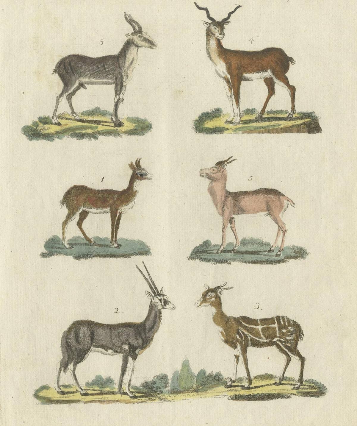 Antique Print of Antilope in Old Hand Coloring, Published in 1800