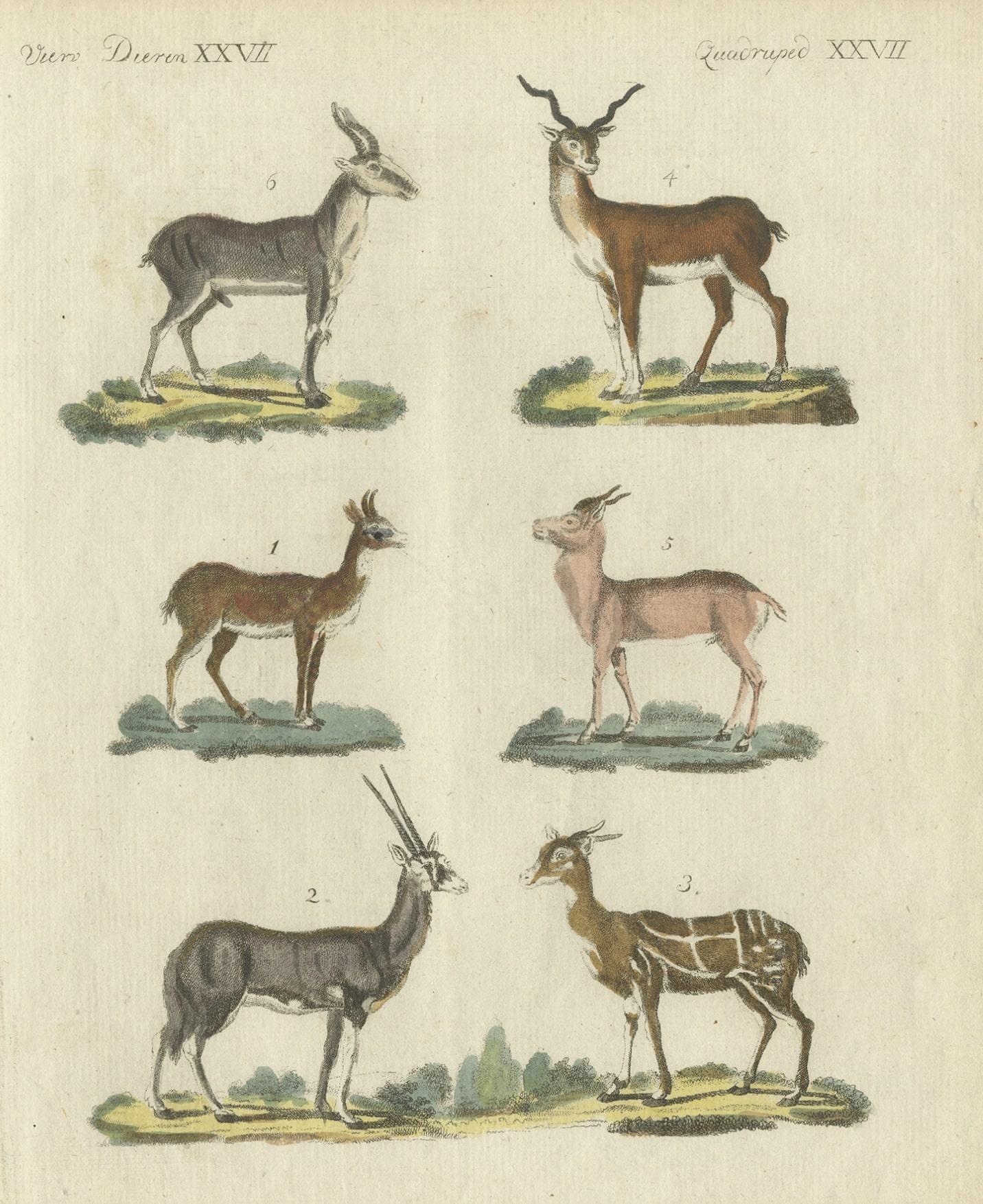 Impression ancienne d'une peinture d'antilope en coloration à la main ancienne, publiée en 1800 Bon état - En vente à Langweer, NL