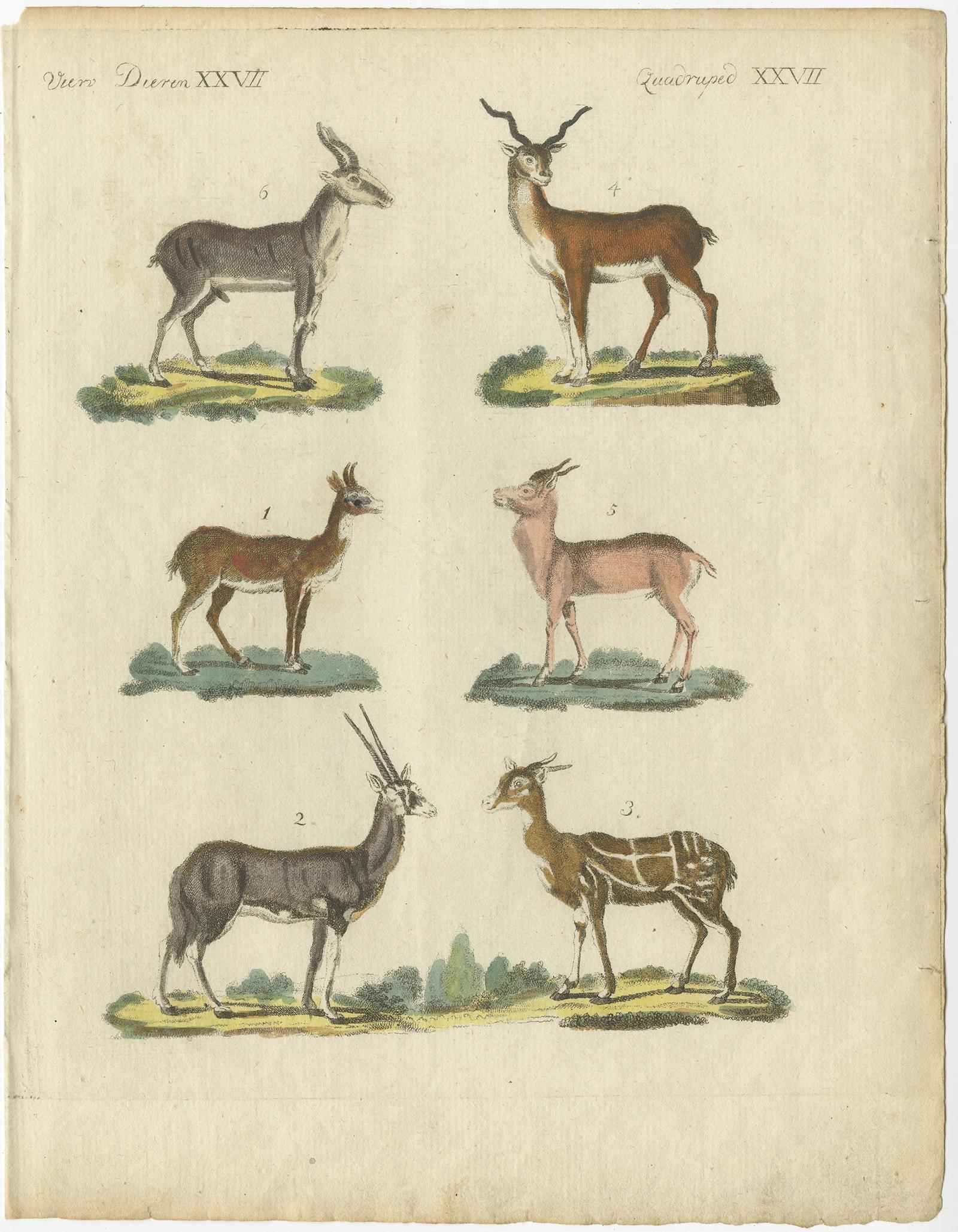 Début du XIXe siècle Impression ancienne d'une peinture d'antilope en coloration à la main ancienne, publiée en 1800 en vente