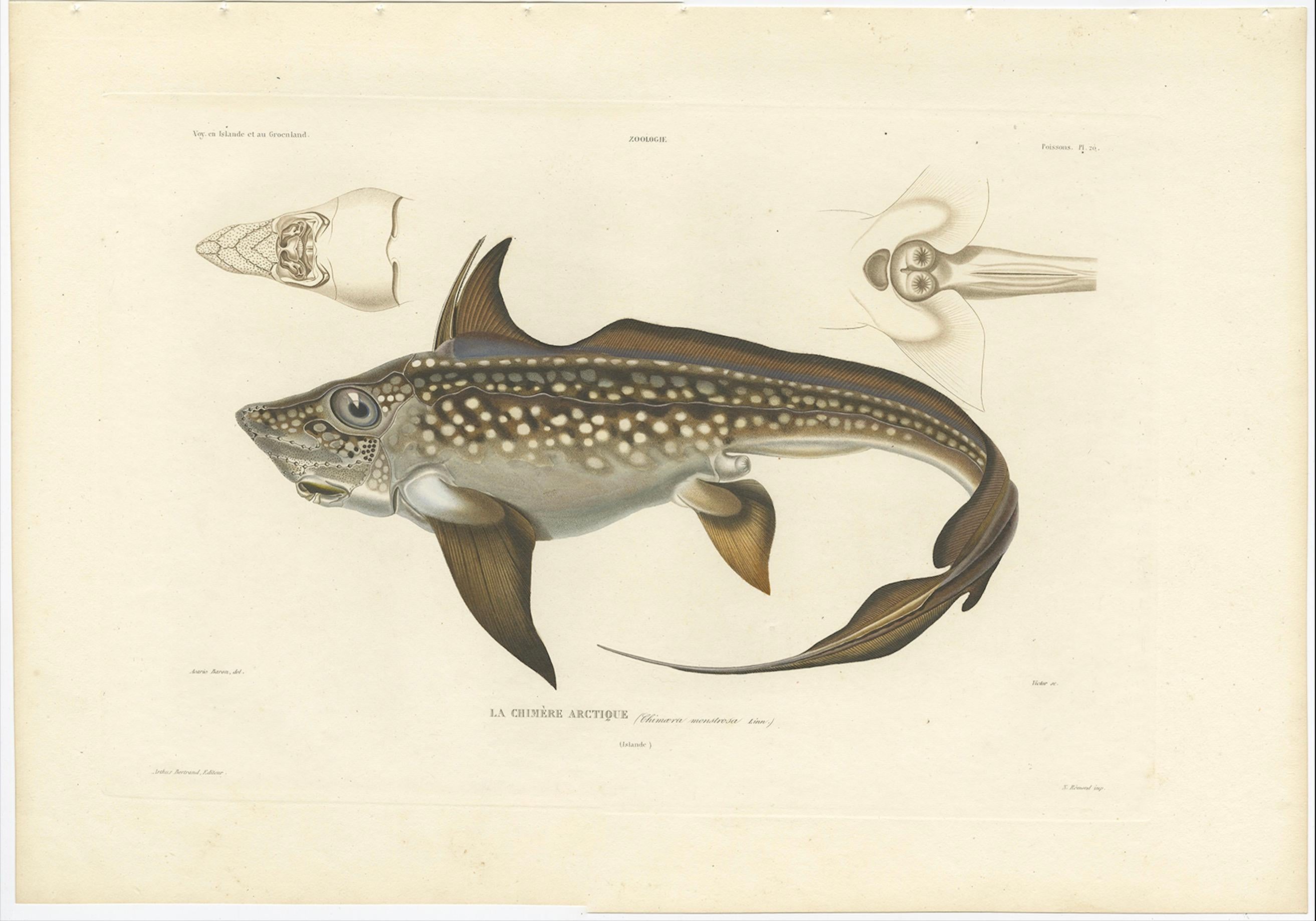 Antiker Druck eines arktischen Chimärenfisches - seltene französische wissenschaftliche Illustration, 1845

Diese seltene handkolorierte Lithografie zeigt Chimaera Monstrosa, auch bekannt als Arktischer Fisch oder Kaninchenfisch, eine Knorpelart aus