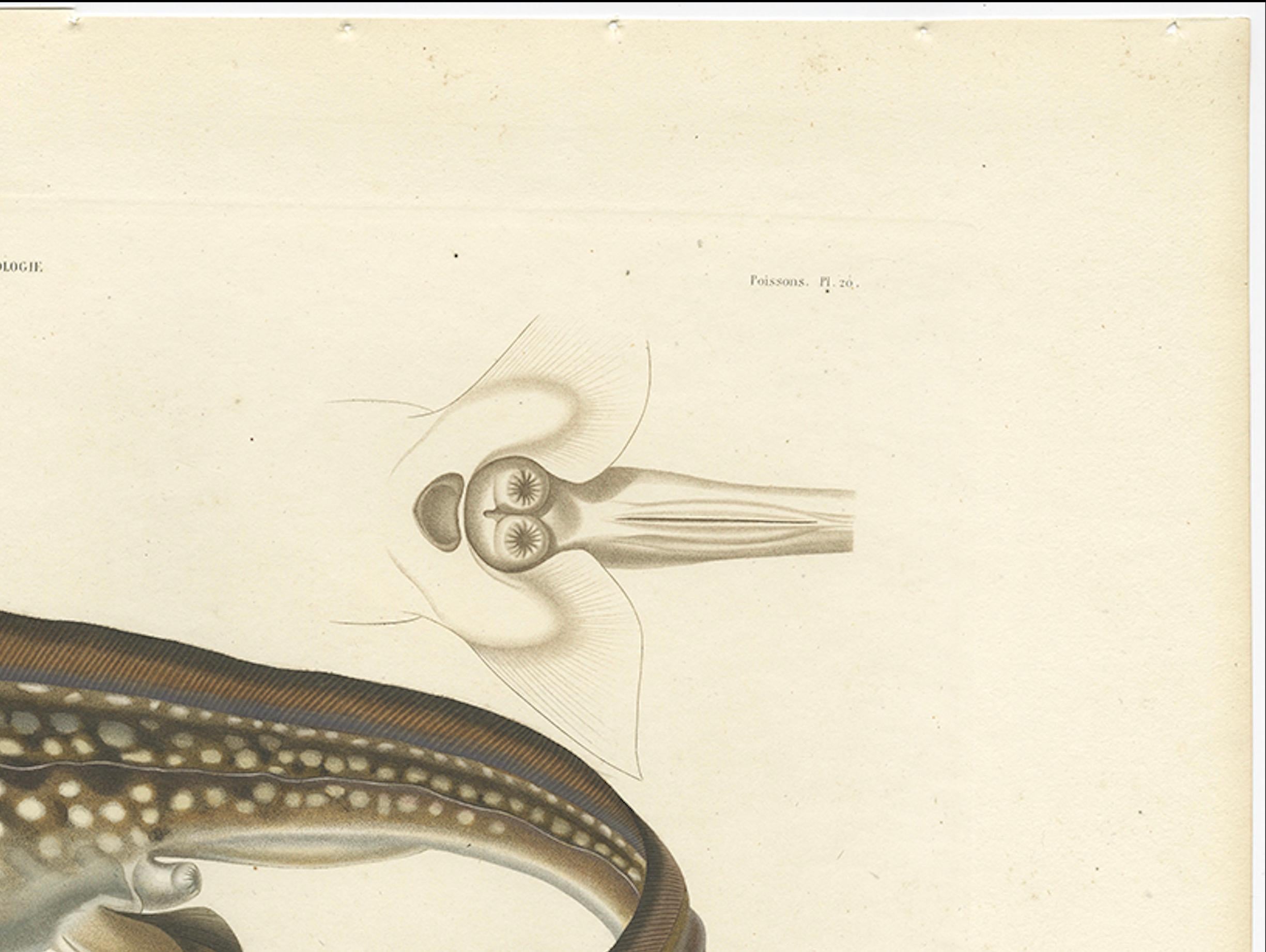 Antique Print of Arctic Chimaera Fisch - Rare Französisch wissenschaftliche Illustration 1845 im Zustand „Gut“ im Angebot in Langweer, NL