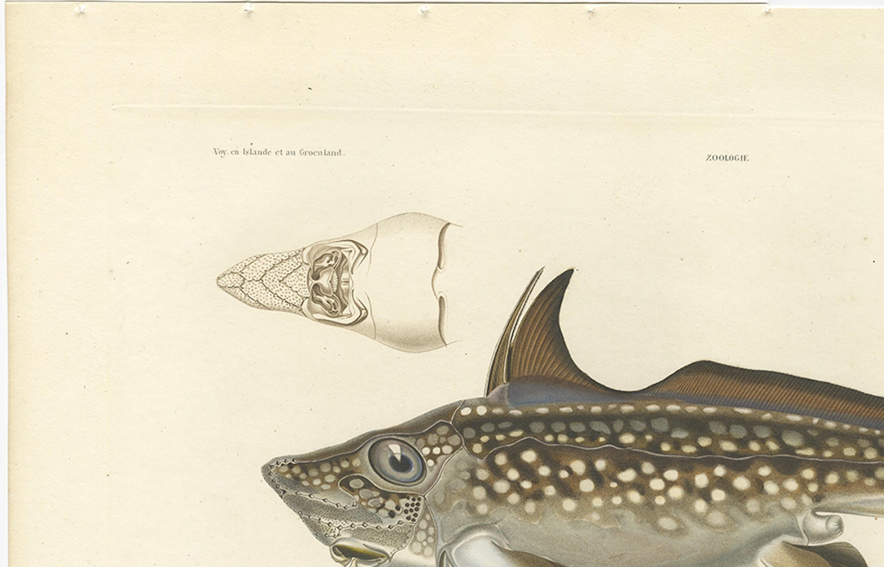 Antique Print of Arctic Chimaera Fisch - Rare Französisch wissenschaftliche Illustration 1845 (19. Jahrhundert) im Angebot