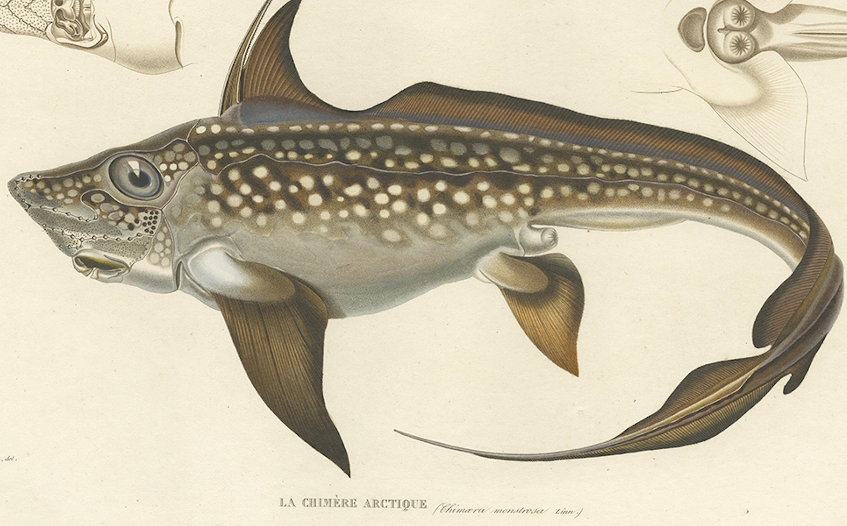 Antique Print of Arctic Chimaera Fisch - Rare Französisch wissenschaftliche Illustration 1845 (Papier) im Angebot