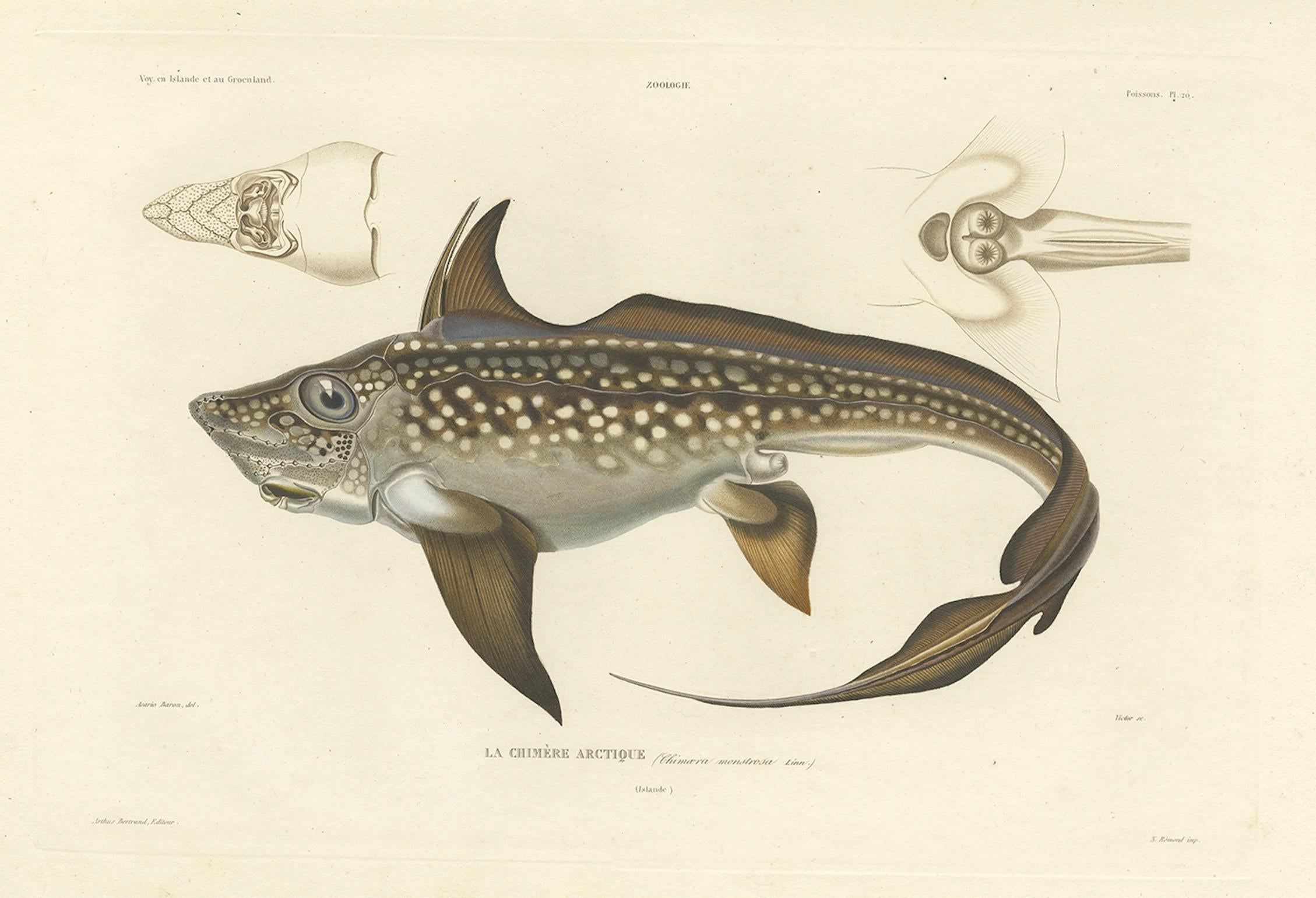Antique Print of Arctic Chimaera Fisch - Rare Französisch wissenschaftliche Illustration 1845 im Angebot 1