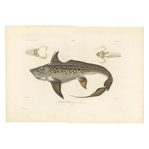 Antique Print of Arctic Chimaera Fish – Rare French Scientific Illustration 1845