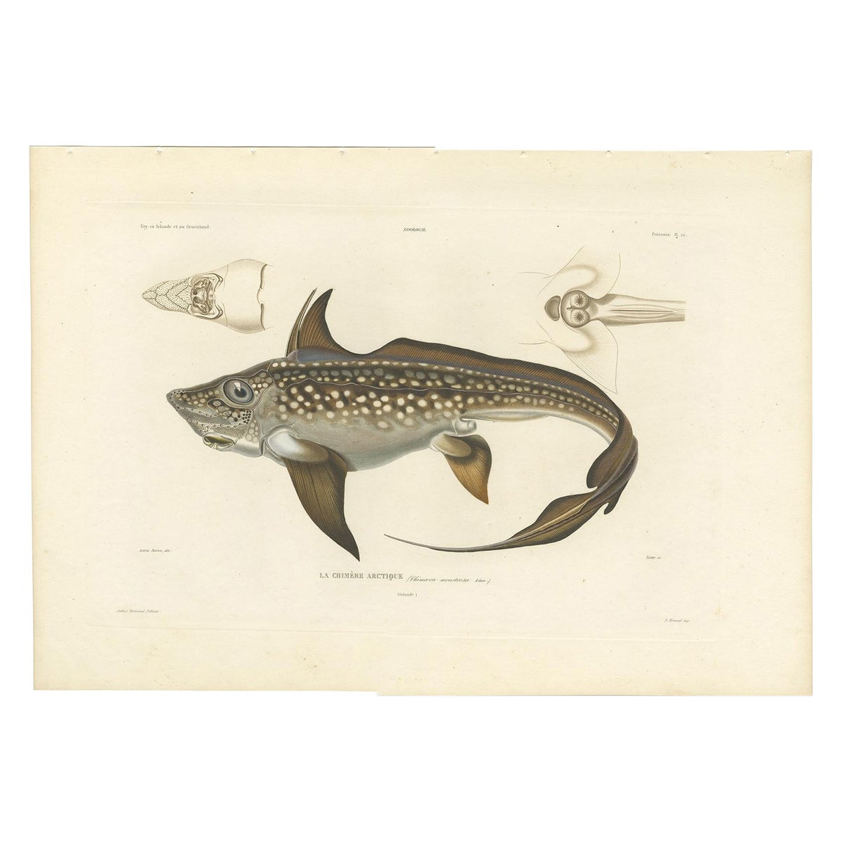Antique Print of Arctic Chimaera Fish, Rare French Scientific Illustration 1845
