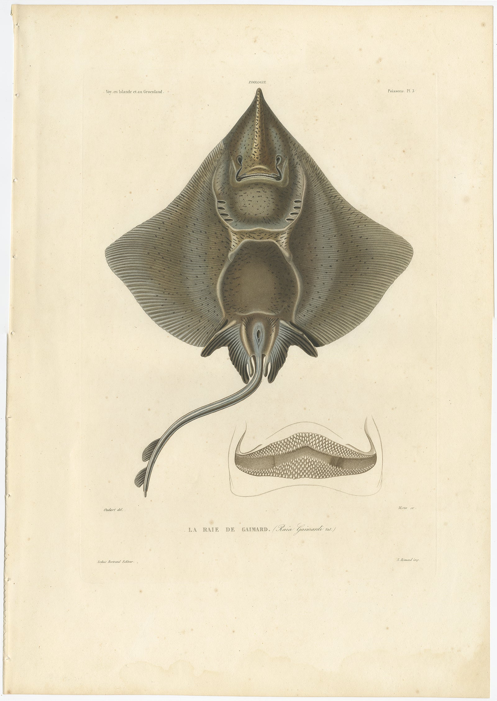 Antique Print of Arctic Skate – Raia Gaimardi (Gaimard’s Ray) – Hand-Colored Lithograph, 1845

Description:
This striking 19th-century hand-colored lithograph depicts La Raie de Gaimard (Raia gaimardi), commonly known as Gaimard’s Ray, a species of