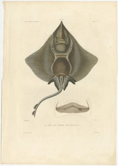 Antique Print of Arctic Skate or Gaimard’s Ray – Hand-Colored Lithograph, 1854