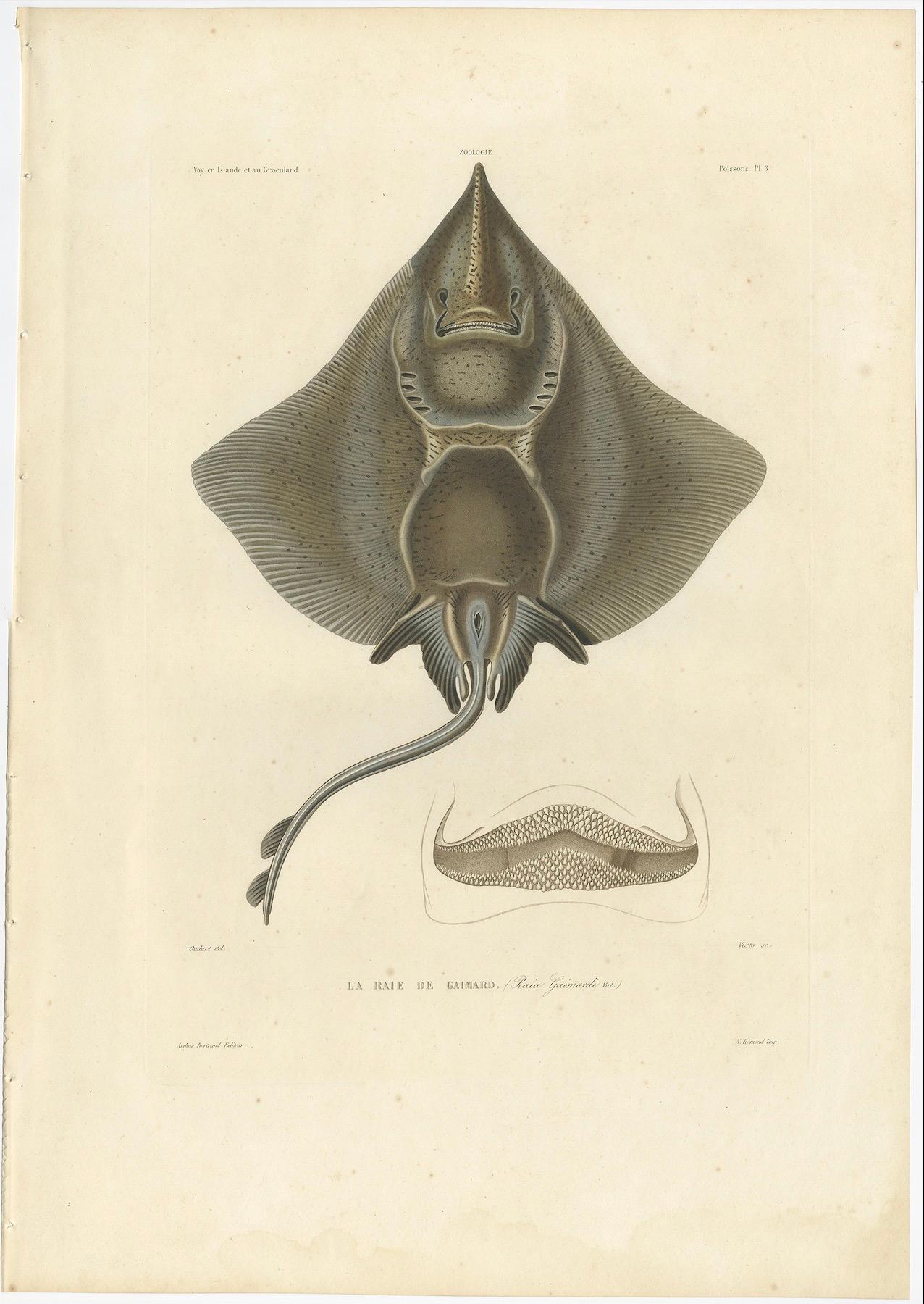 French Antique Print of Arctic Skate or Gaimard’s Ray – Hand-Colored Lithograph, 1854 For Sale