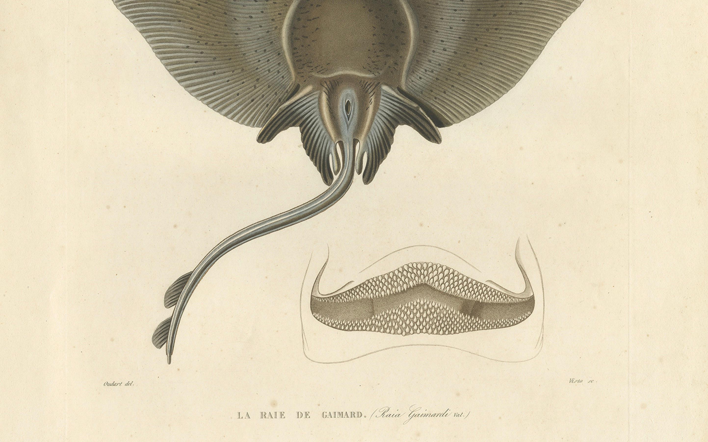 Antique Print of Arctic Skate or Gaimard’s Ray – Hand-Colored Lithograph, 1854 In Good Condition For Sale In Langweer, NL
