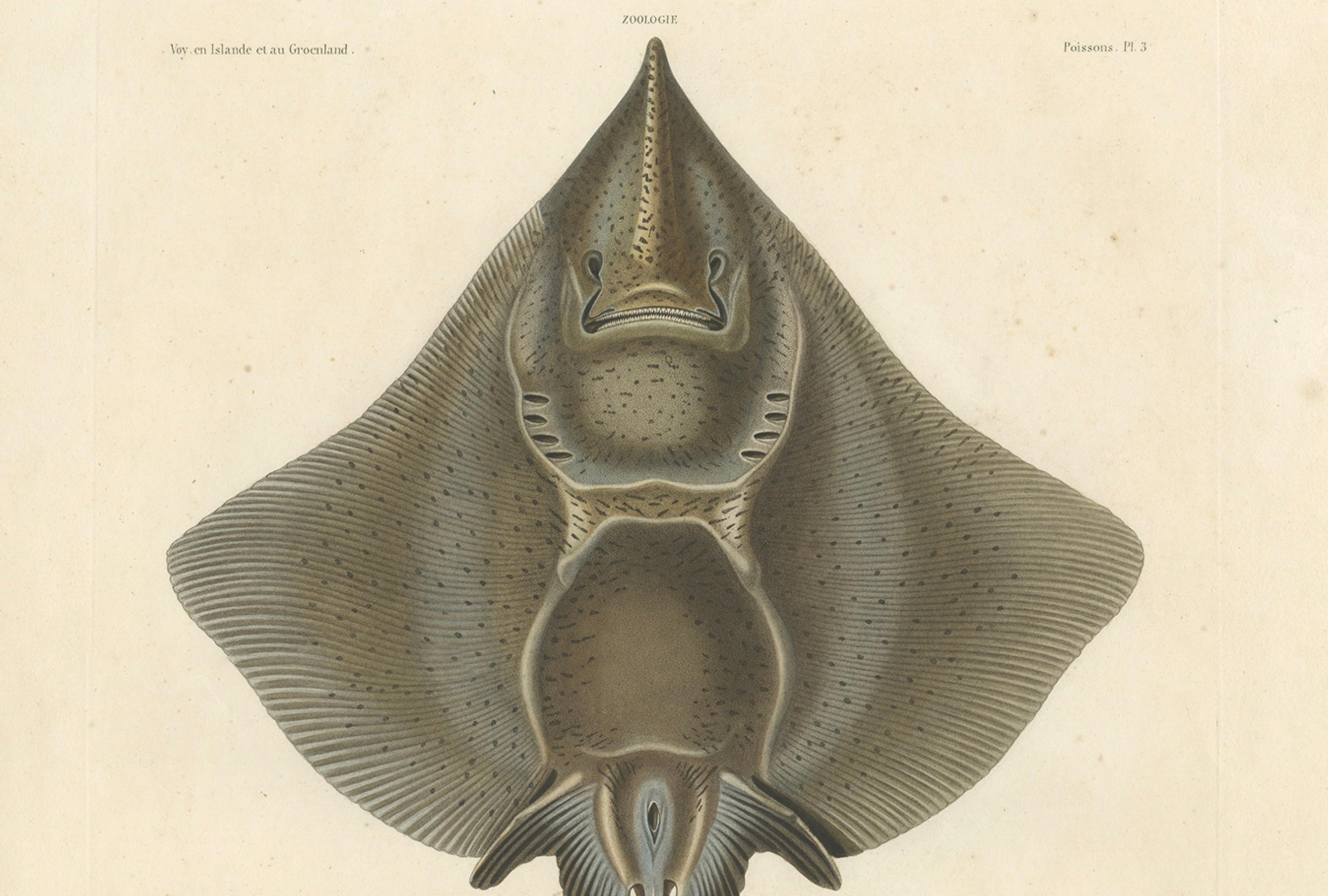 19th Century Antique Print of Arctic Skate or Gaimard’s Ray – Hand-Colored Lithograph, 1854 For Sale