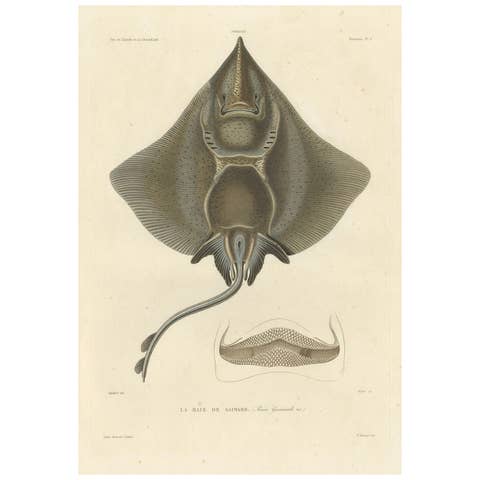 Antique Print of Arctic Skate or Gaimard’s Ray – Hand-Colored Lithograph, 1854