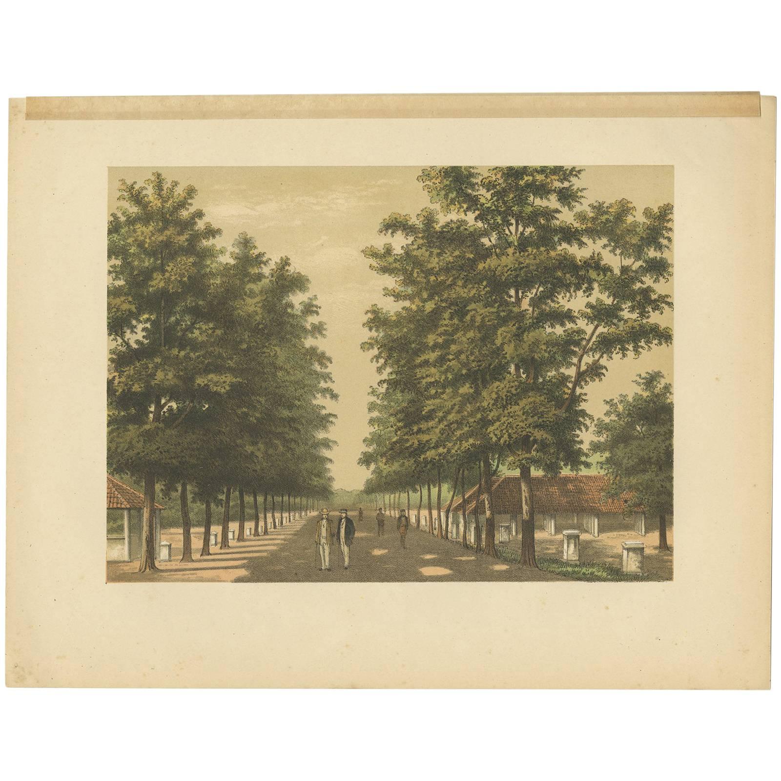 Antiker Druck der Avenue Paja Koembah „Sumatra“ von M.T.H. Perelaer, 1888