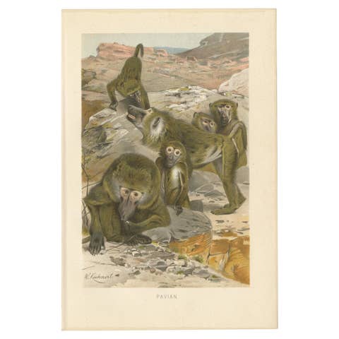 Antique Print of Baboons by Brehm, c.1890
