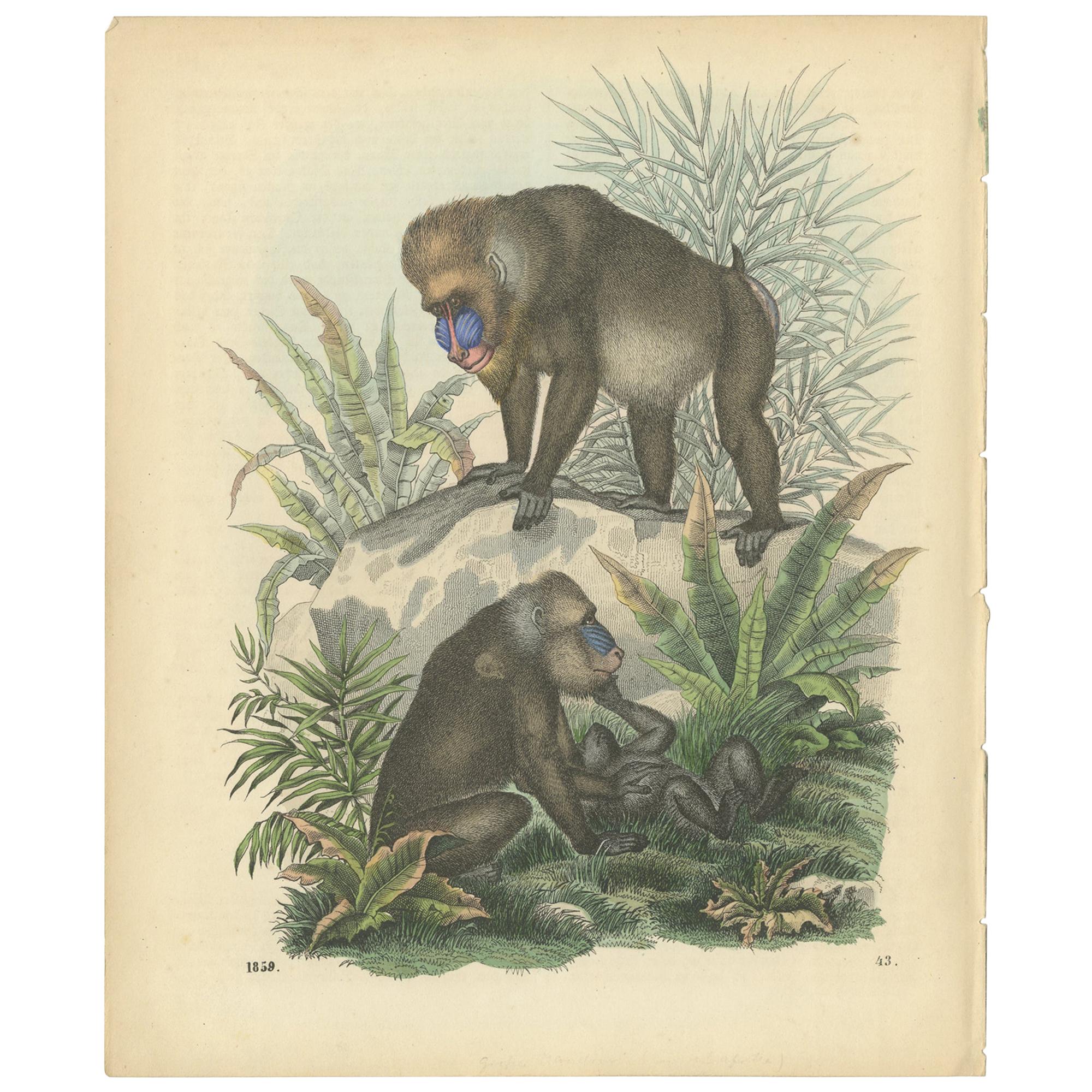 Antique Print of Baboons,  the World's Largest Monkeys, 1859