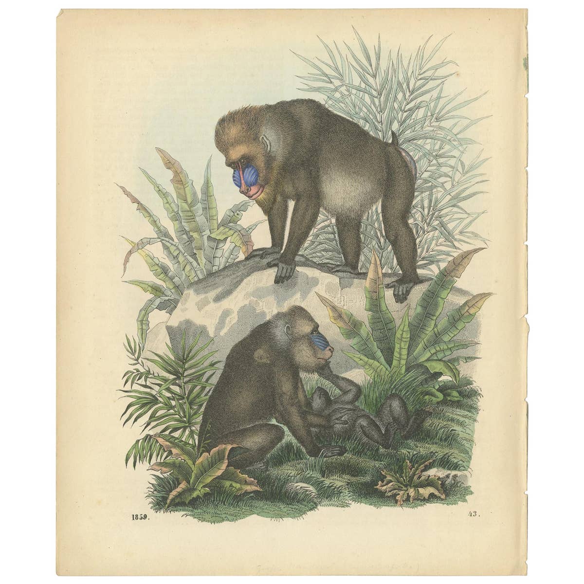 Antique Print of Baboons, the World's Largest Monkeys, 1859