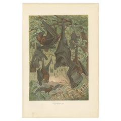 Antique Print of Bats by Brehm, 'c.1890'