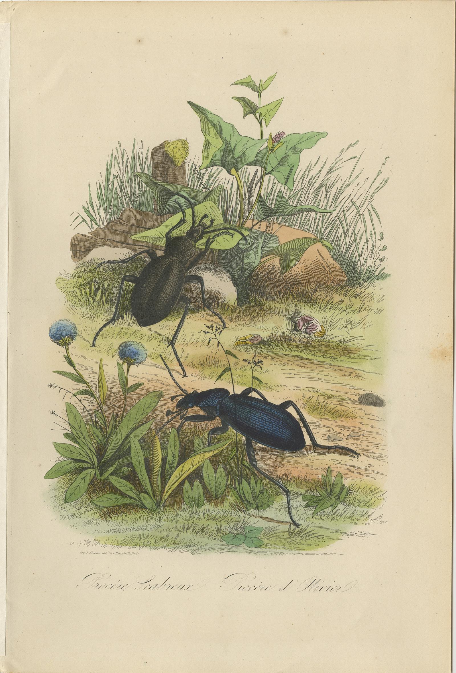 Antique print titled Procére Scabreux, Procére d'Olivier'. 

Print of beetles. This print originates from 'Musée d'Histoire Naturelle' by M. Achille Comte. 

Artists and Engravers: Published by Gustave Havard.