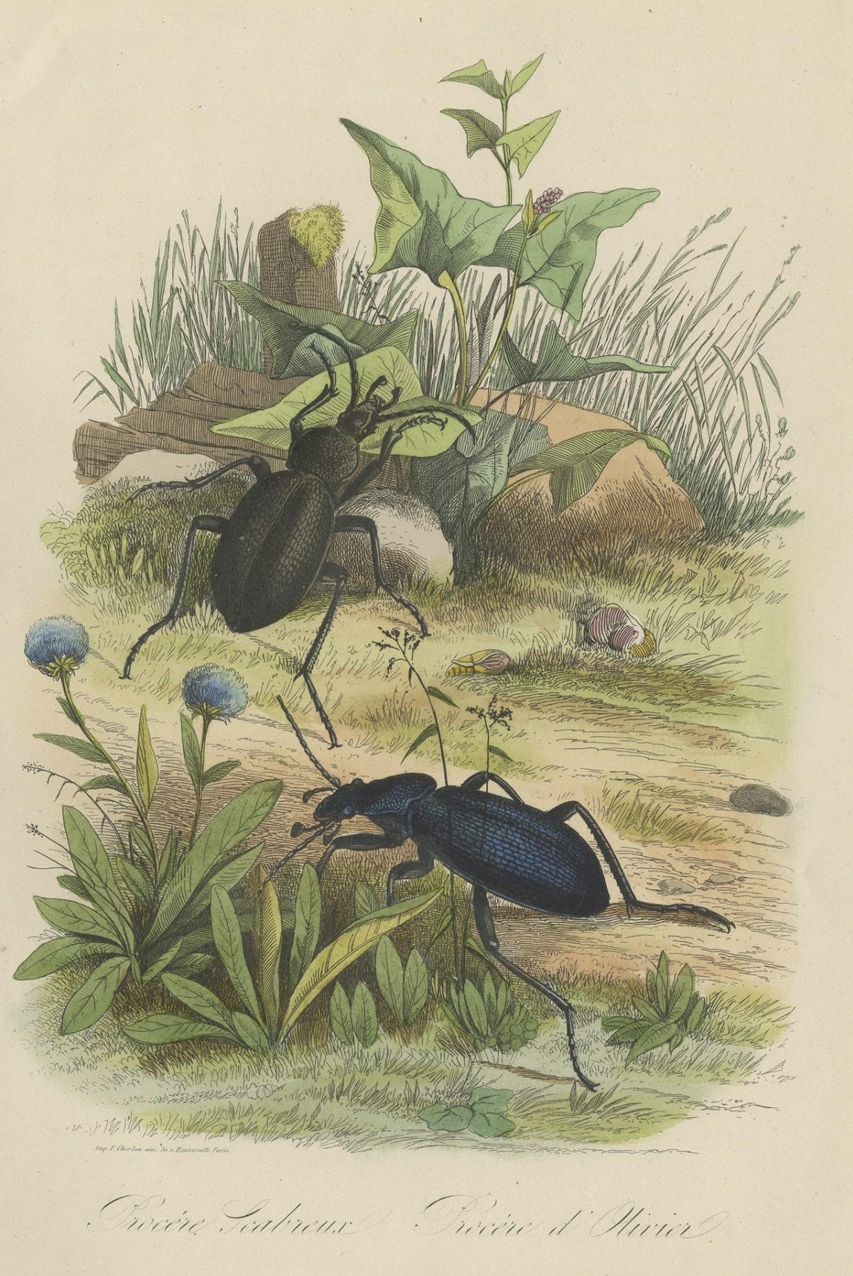 Antique Print of Beetles, Published in 1854 In Good Condition For Sale In Langweer, NL