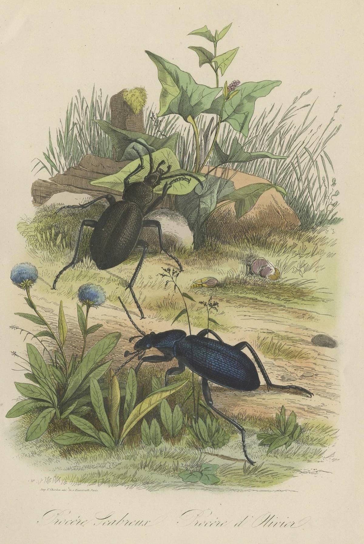 Antique Print of Beetles, Published in 1854