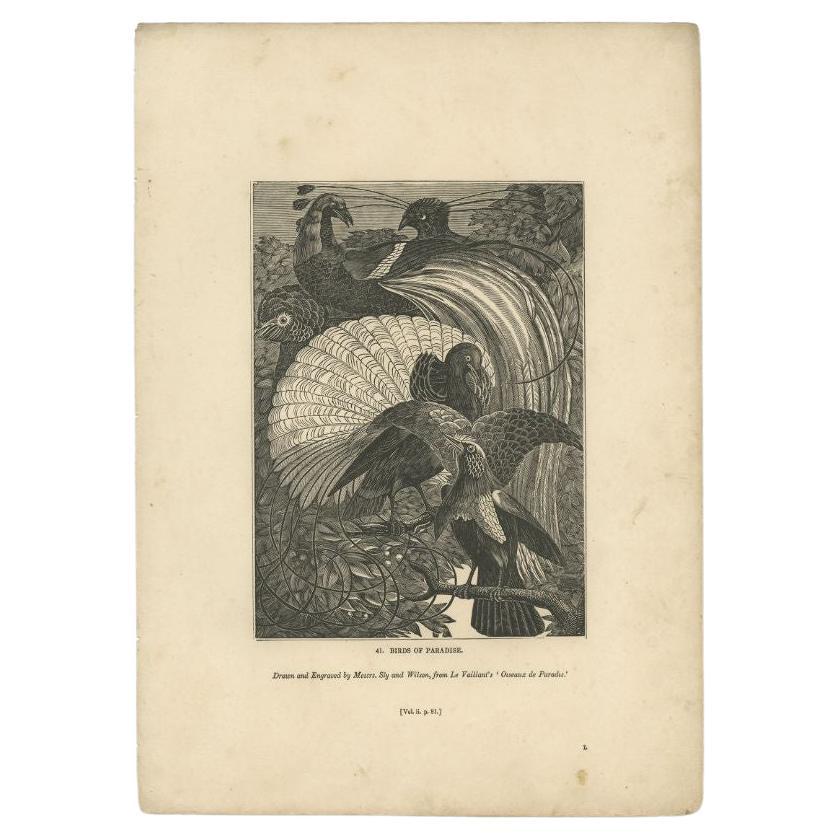 Antique Print of Birds of Paradise, 1835 For Sale