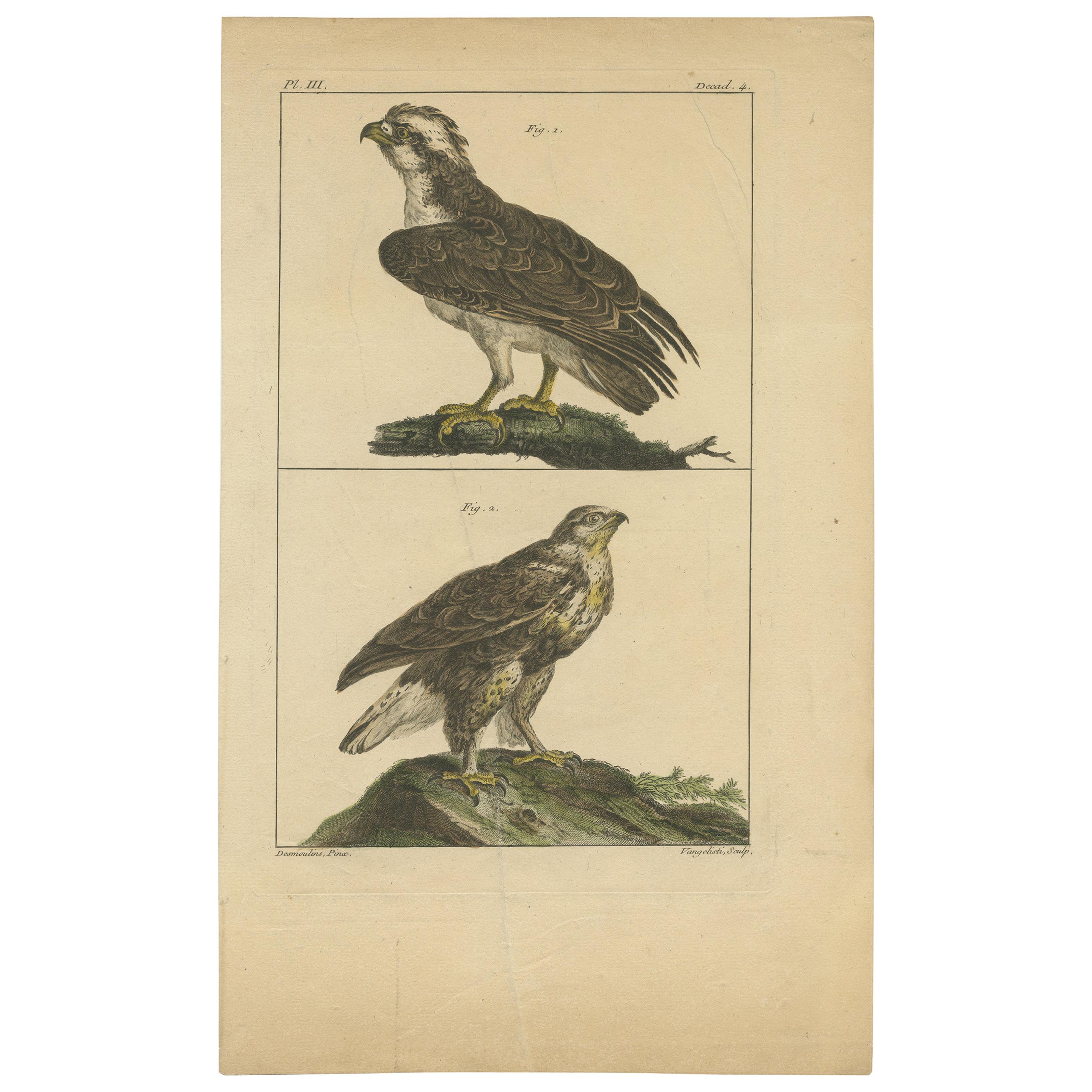 Antiker antiker Druck von Beutevögeln von Vangelisti, um 1820