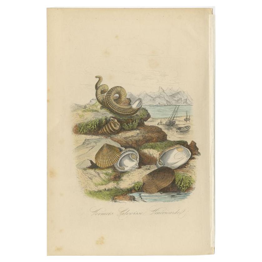 Antique print titled 'Vermerts, Clovisse, Vénéricarde'. Print of bivalve molluscs (clam) and other molluscs. This print originates from 'Musée d'Histoire Naturelle' by M. Achille Comte. 

Artists and Engravers: Published by Gustave Havard.