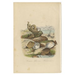 Antique Print of Bivalve Molluscs and Other Molluscs, Sealife, 1854