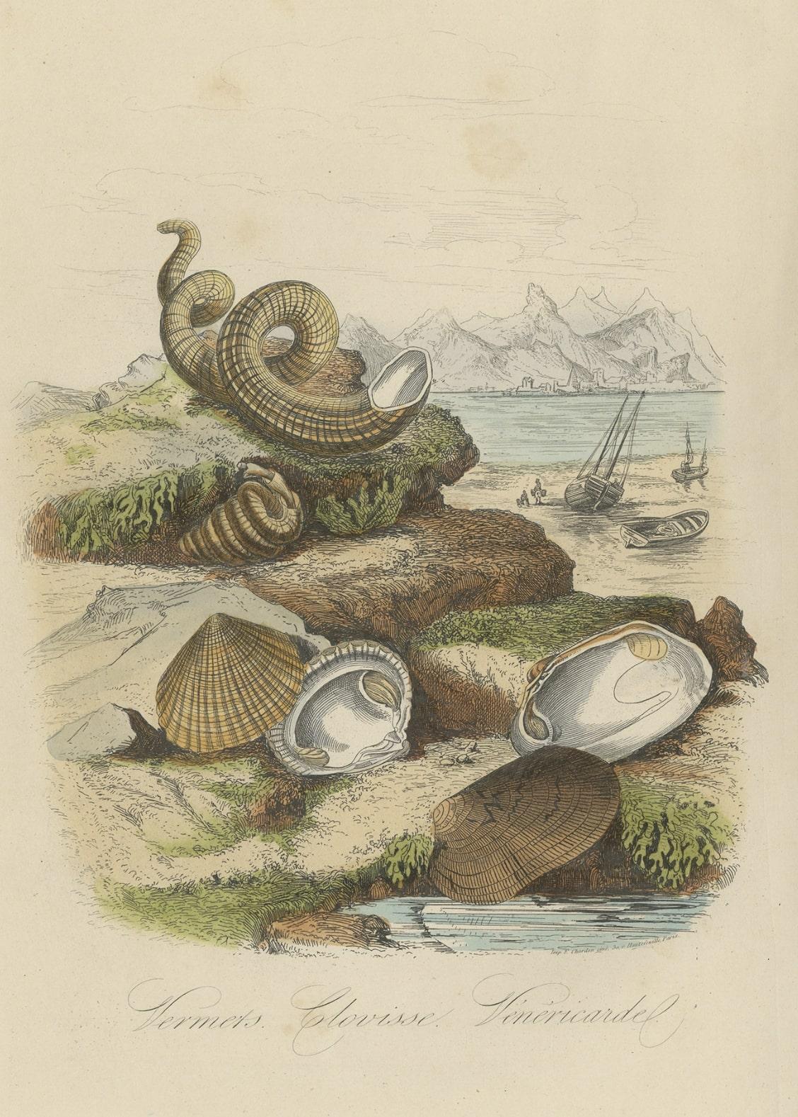 Paper Antique Print of Bivalve Molluscs and Other Molluscs, Sealife, 1854 For Sale
