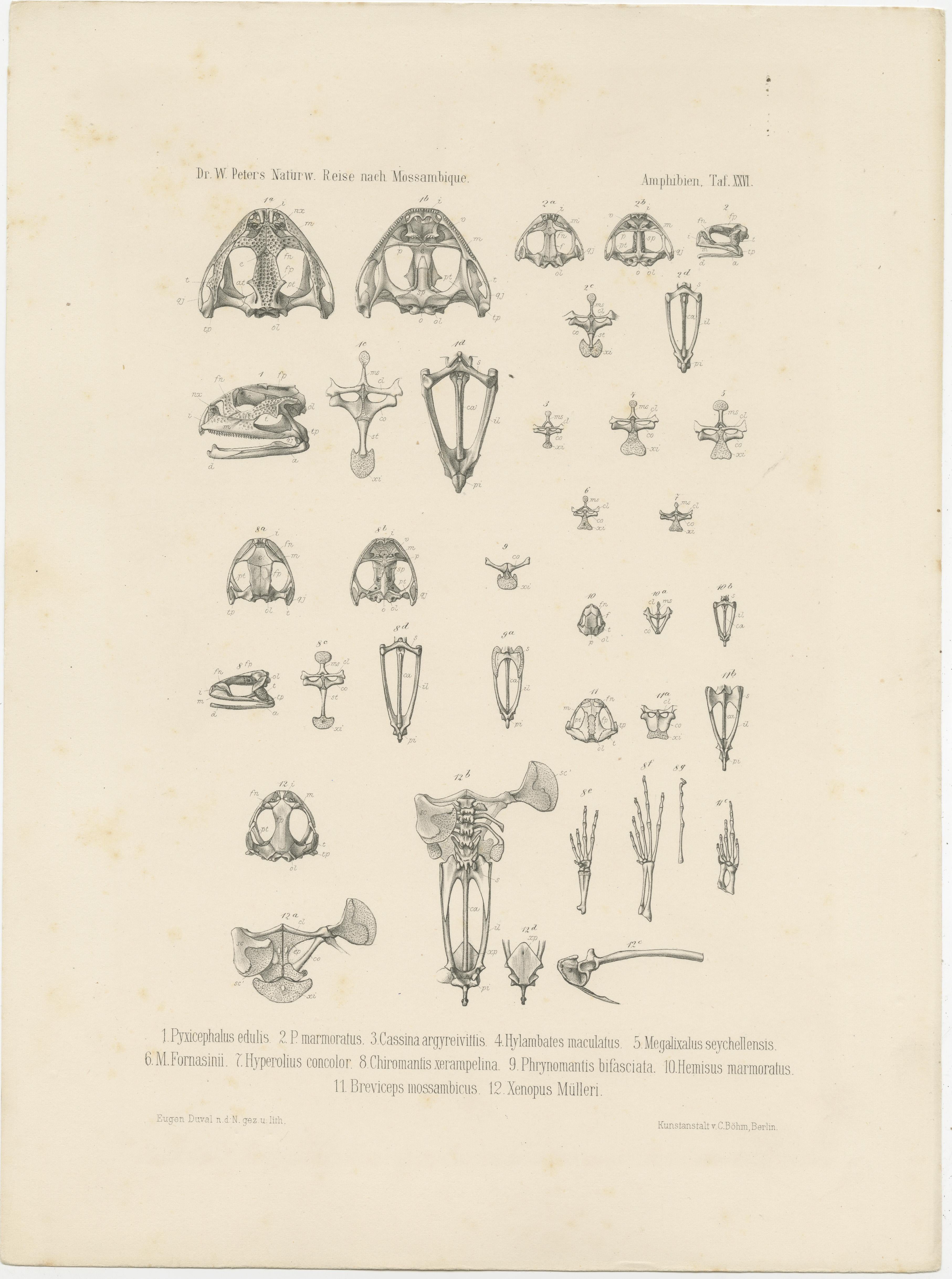 Antique print titled 'Pyxicephalus edulis, P. Marmoratus (..)'. Original antique print of bones of various frogs. This print originates from 'Naturwissenschaftliche Reise nach Mossambique (..)' by Wilhelm C.H. Peters, published circa 1868.