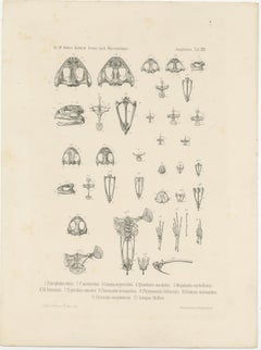 Antique Print of Bones of Various Frog Species