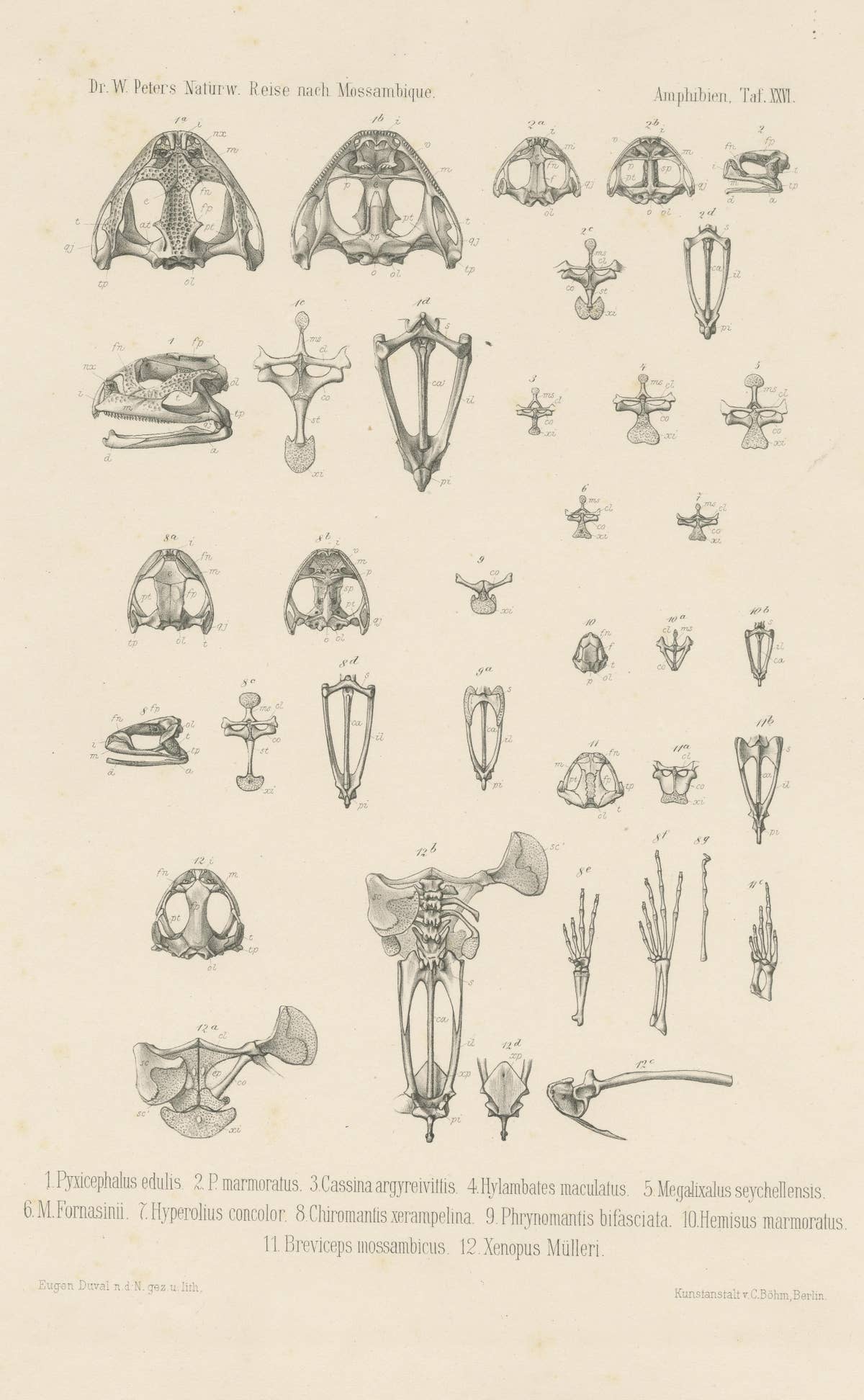 Antique Print of Bones of Various Frog Species