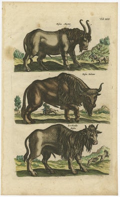 Antique Print of Buffalos, Bisons Magnus, Jubatus and Locobardus, 1657