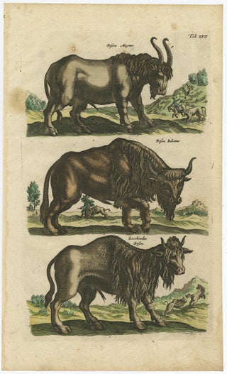 Antique Print of Buffalos, Bisons Magnus, Jubatus and Locobardus, 1657, view 2