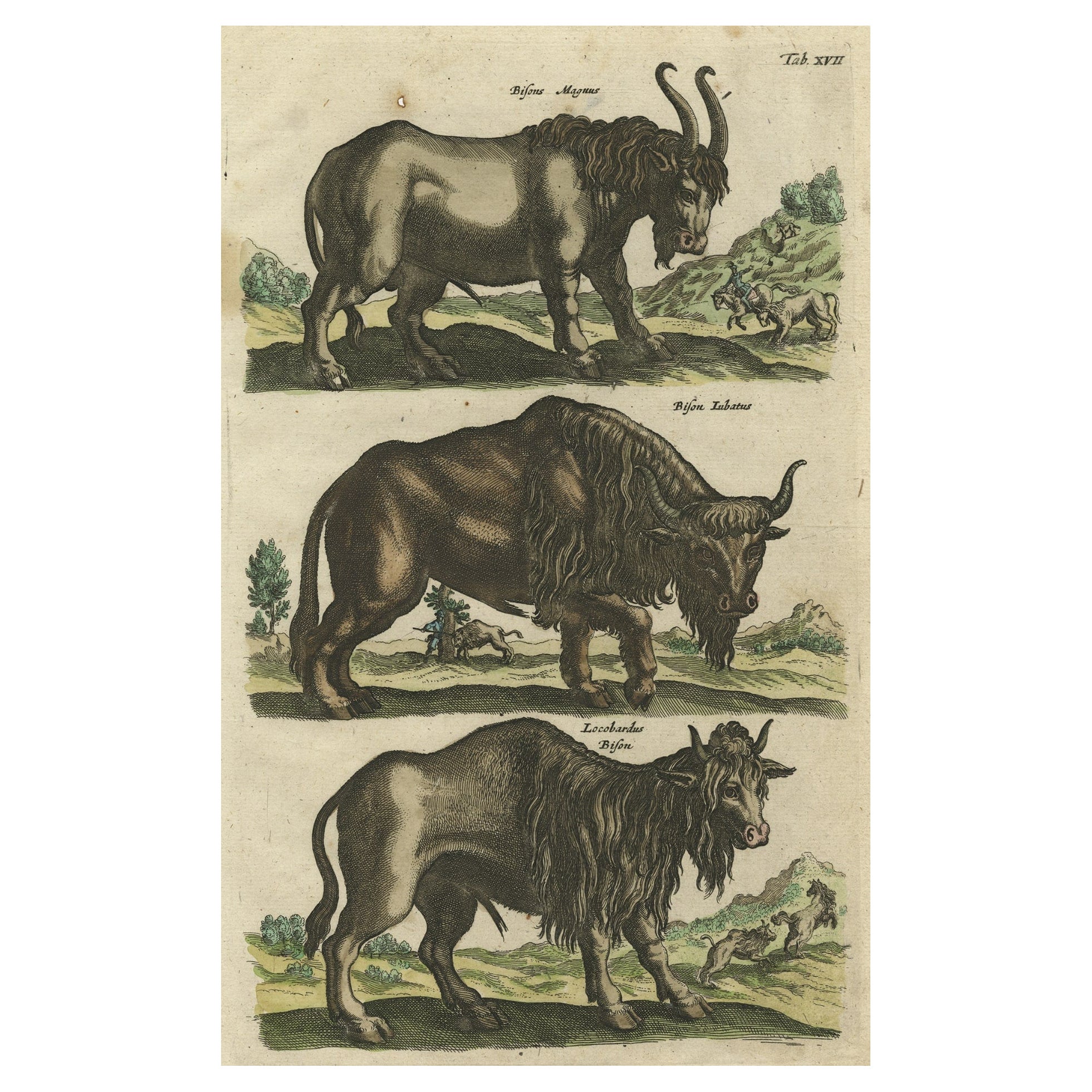 Impression ancienne de buffles, Bisons Magnus, Jubatus et Locobardus, 1657 en vente