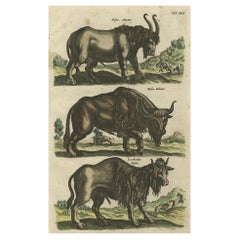 Impression ancienne de buffles, Bisons Magnus, Jubatus et Locobardus, 1657